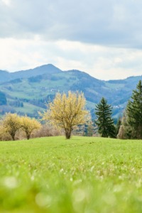 grüne Wiese, bunte Frühlingswälder, Himmel und im Mittelpunkt steht ein gelb blühender Dirndlstrauch