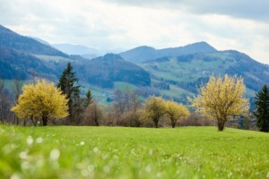 grüne Wiese, bunte Frühlingswälder, Himmel